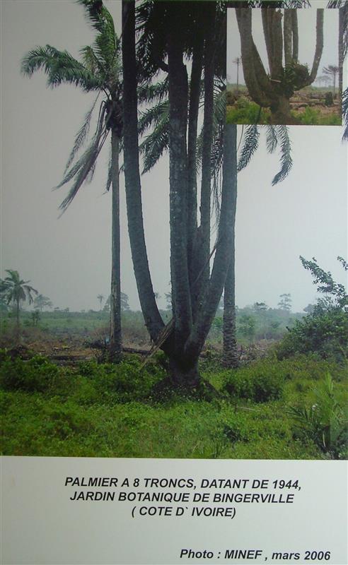 Palm tree poster from Cote d'Ivoire     